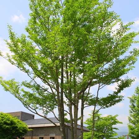 おしゃれなお庭をリーズナブルに施工 植栽 各種ヤシの木 栃木県小山市 栃木市外構工事 エクステリアスマイル